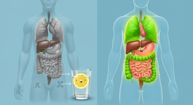 Limonlu Su Sindirim Sistemi Duzenleme Fayda
